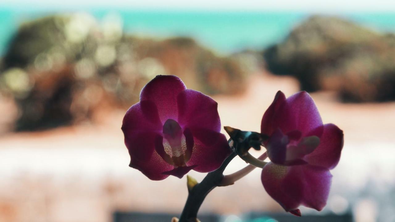 Вилла Rosa Marina Шикли Экстерьер фото